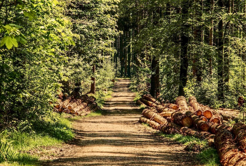 Loopmeditatie Bos