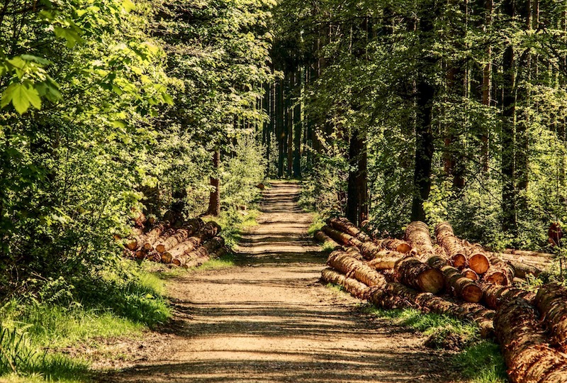 Loopmeditatie Bos